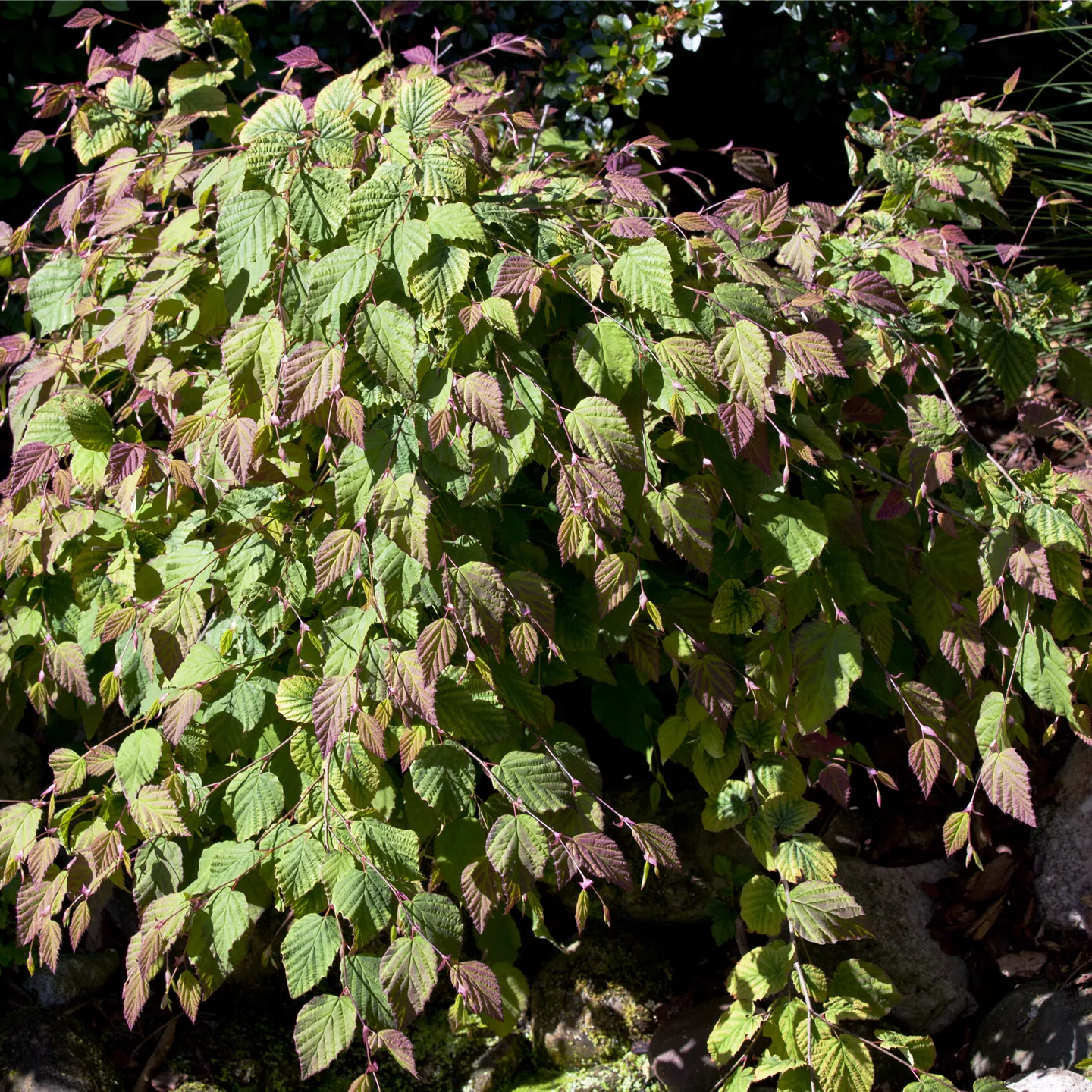 Corylopsis spicata