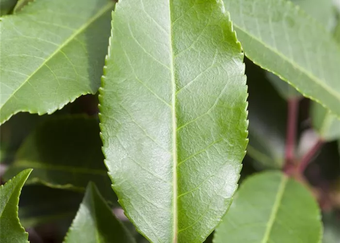 Prunus lusitanica 'Angustifolia'