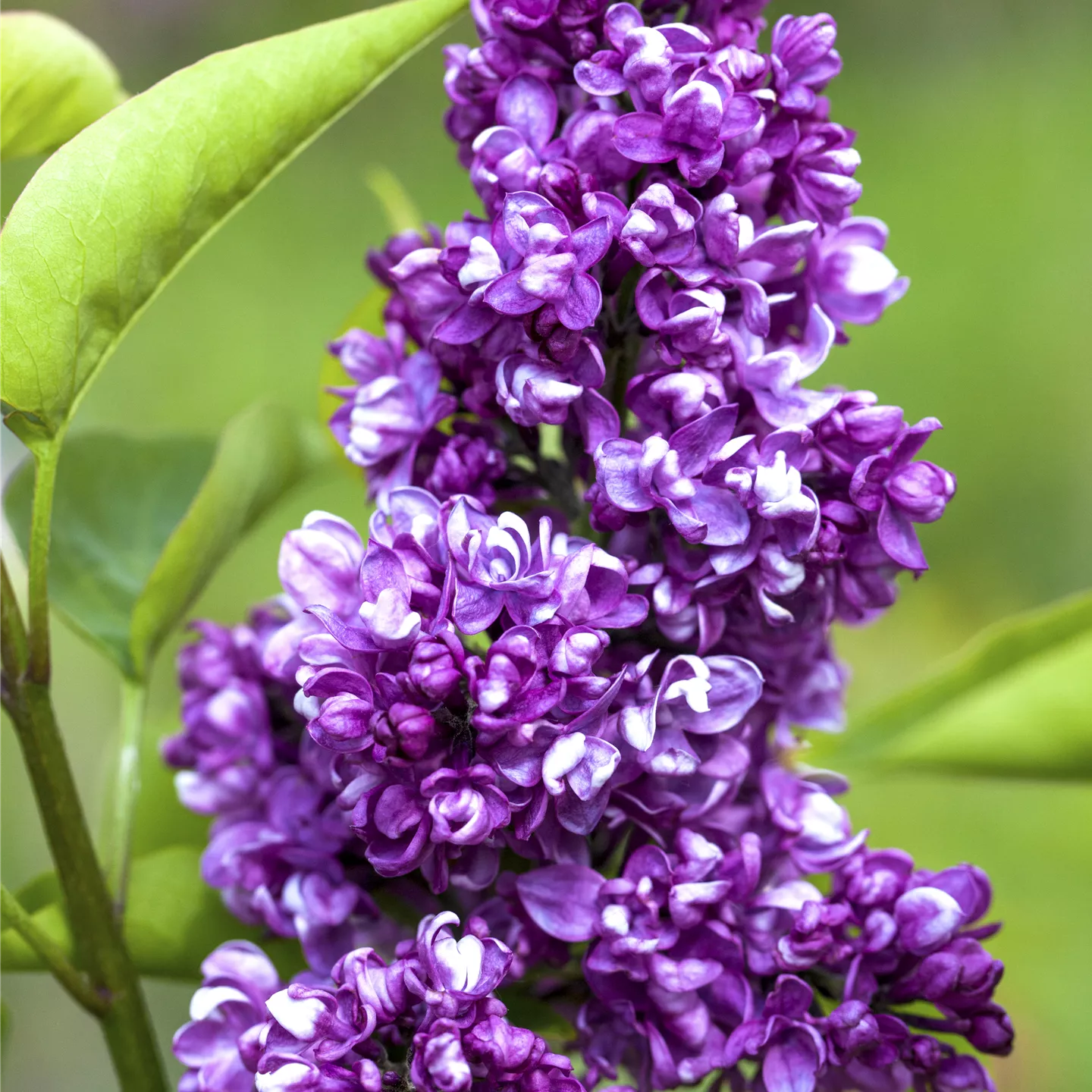 Syringa vulg.'Charles Joly'