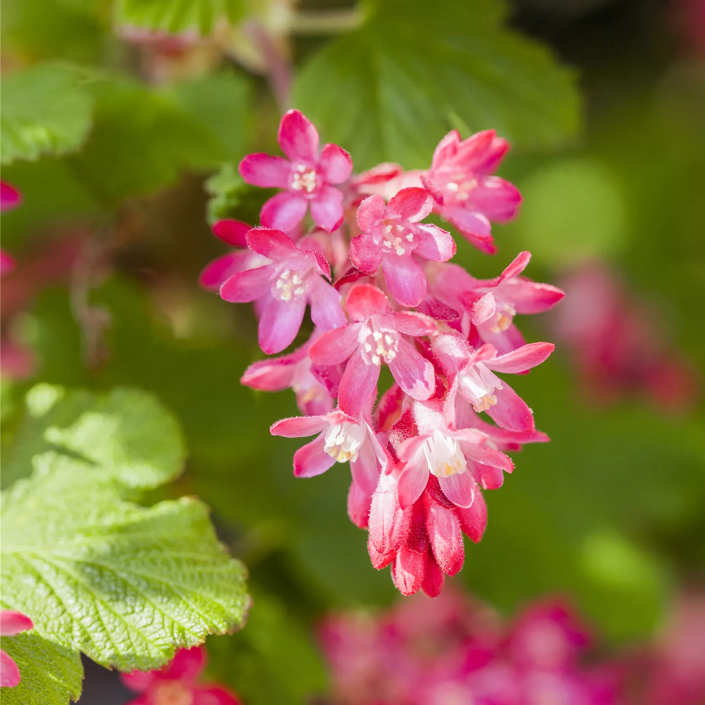 Ribes sanguineum 'King Edward VII'