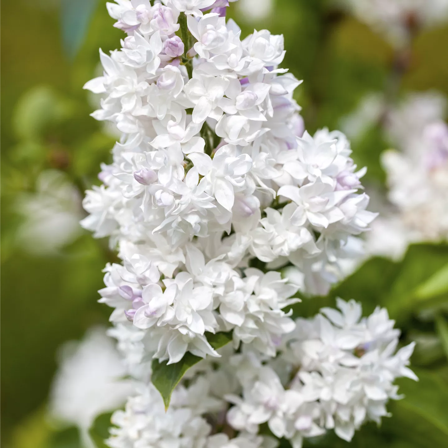 Syringa vulg.'Mme Lemoine'