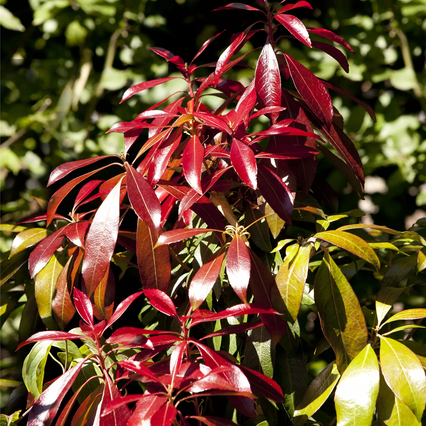 Pieris japonica 'Forest Flame'