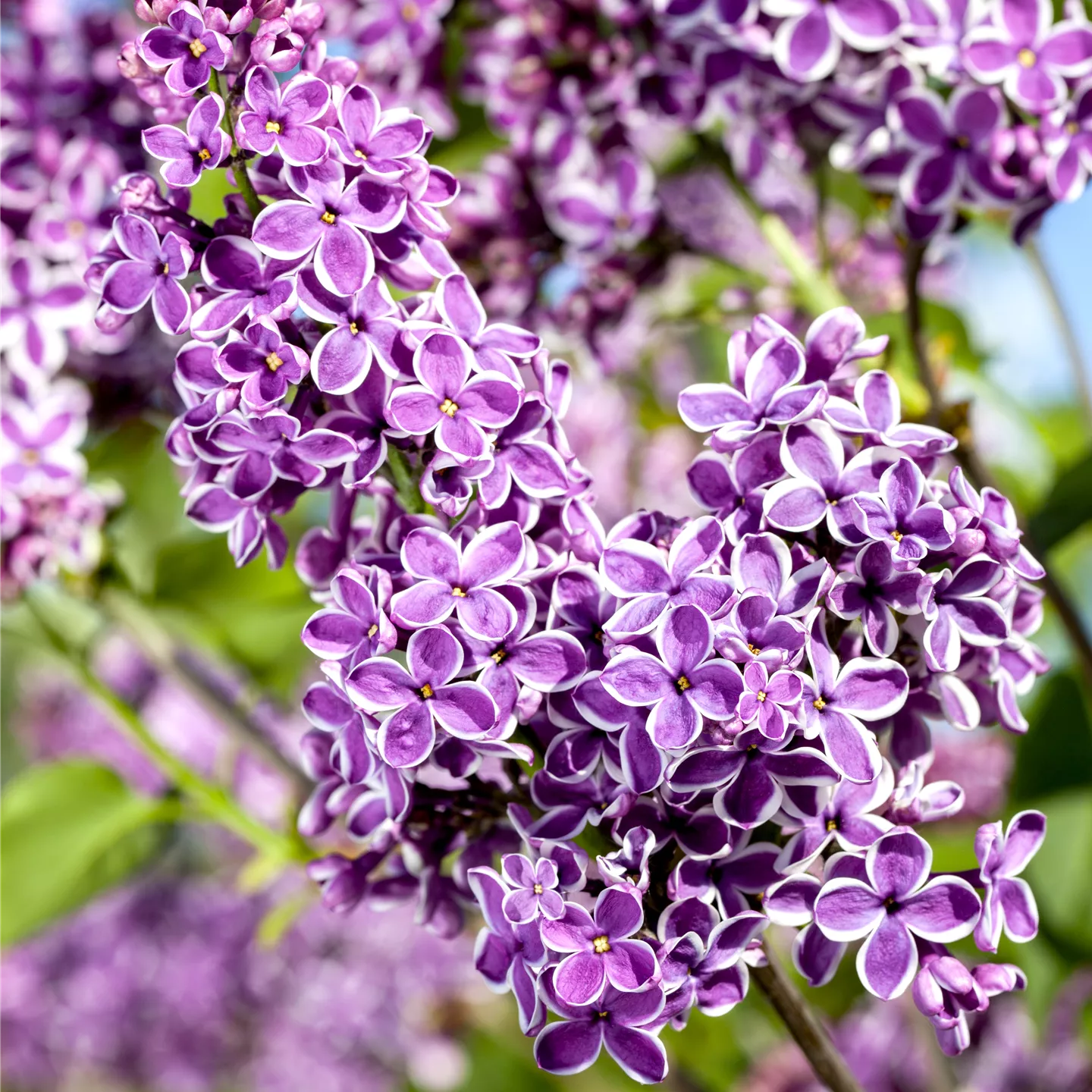 Syringa vulg.'Sensation'