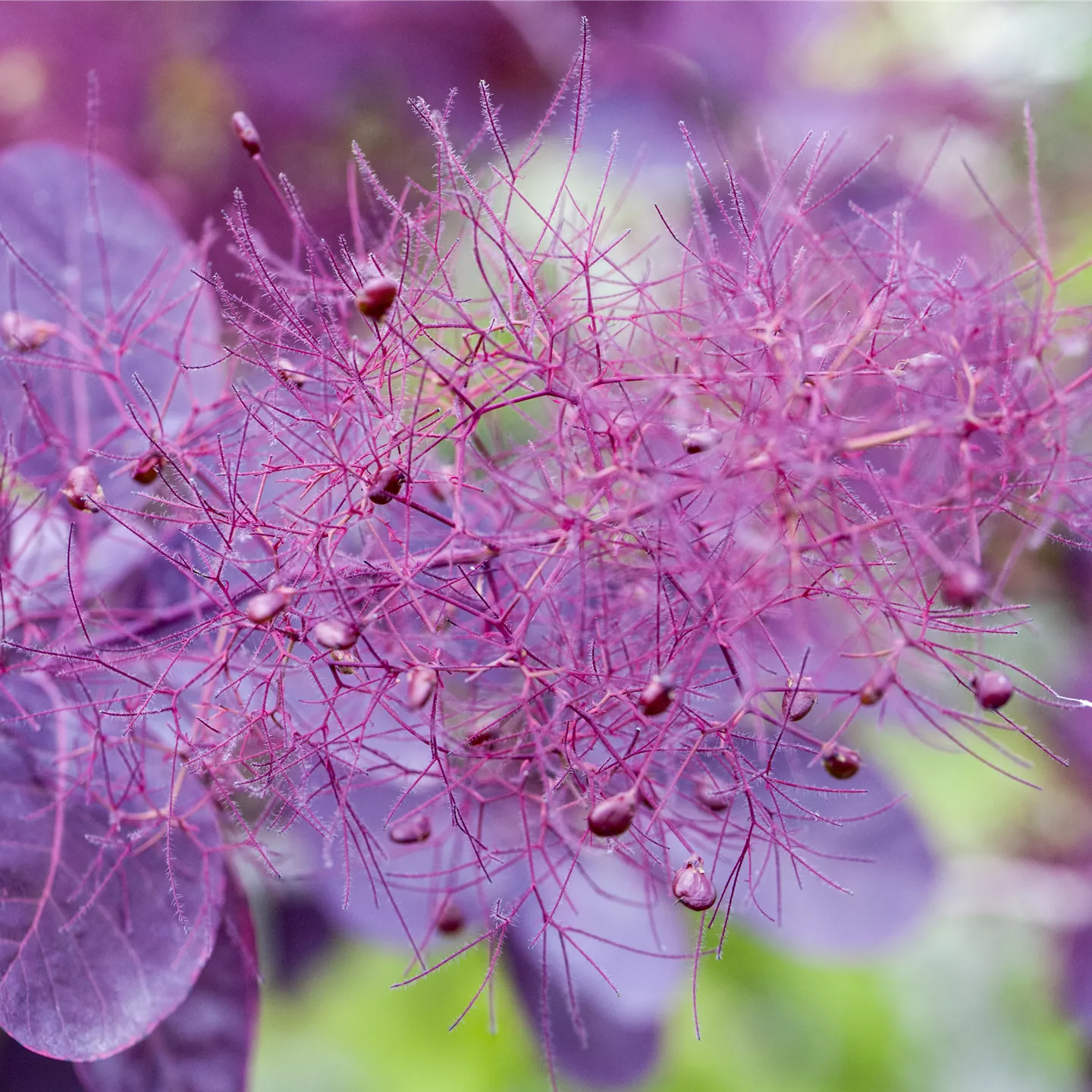 Cotinus coggygria 'Royal Purple'