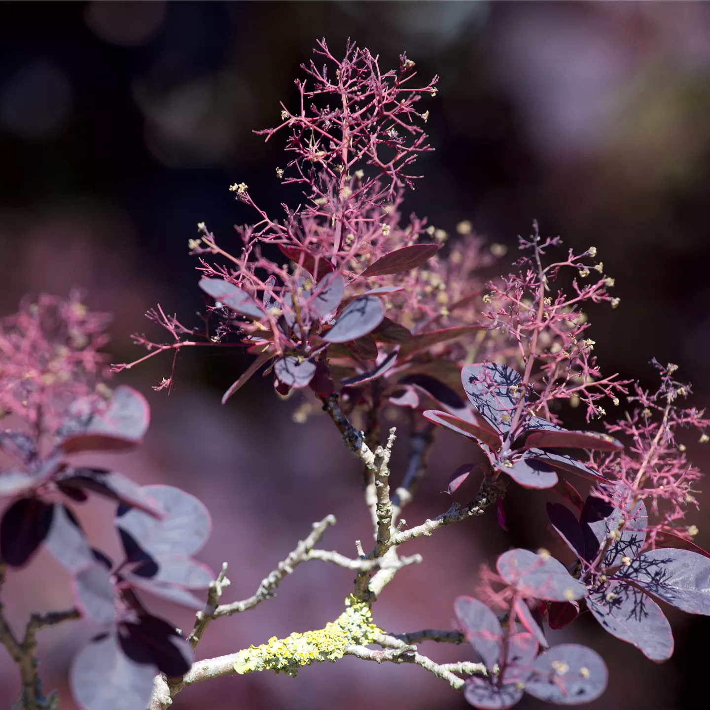 Cotinus coggygria 'Lilla' -S-