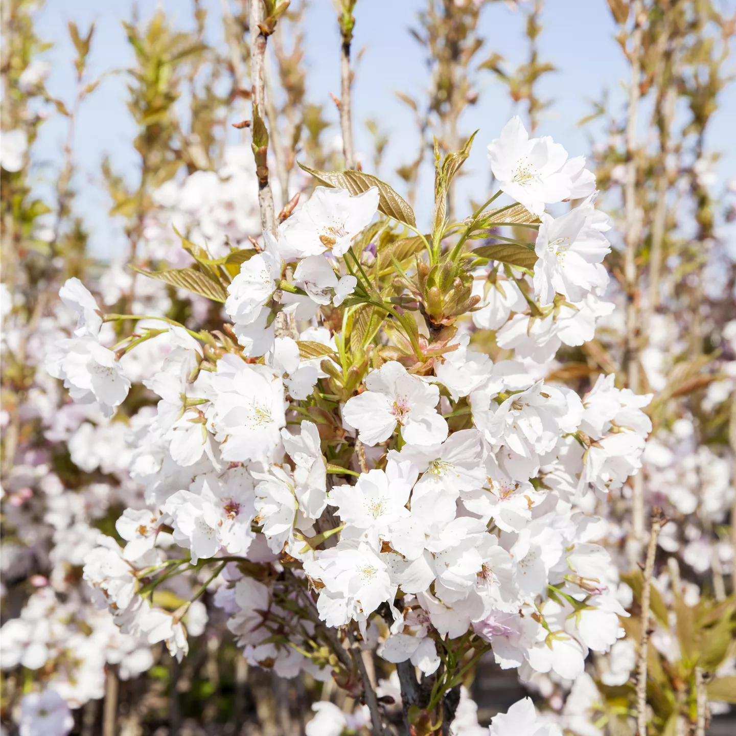 Prunus serrulata 'Amanogawa'