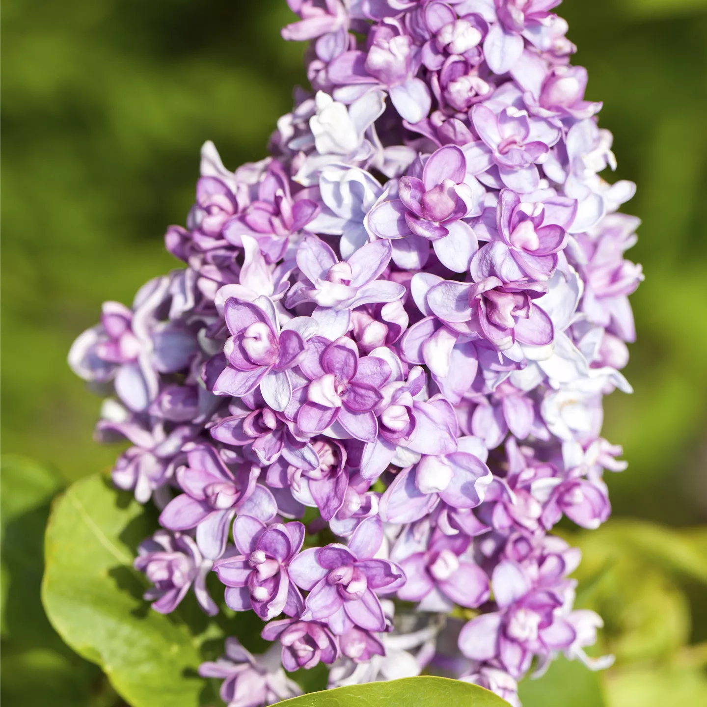 Syringa vulg. i.S.