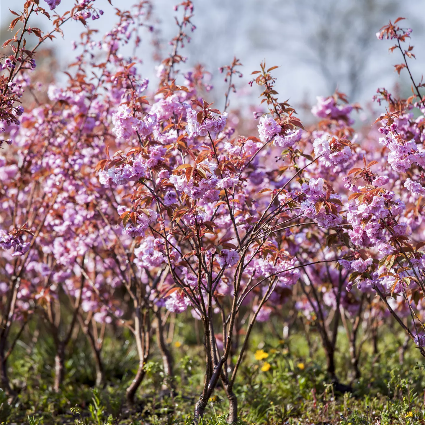 Prunus serrulata 'Kanzan'