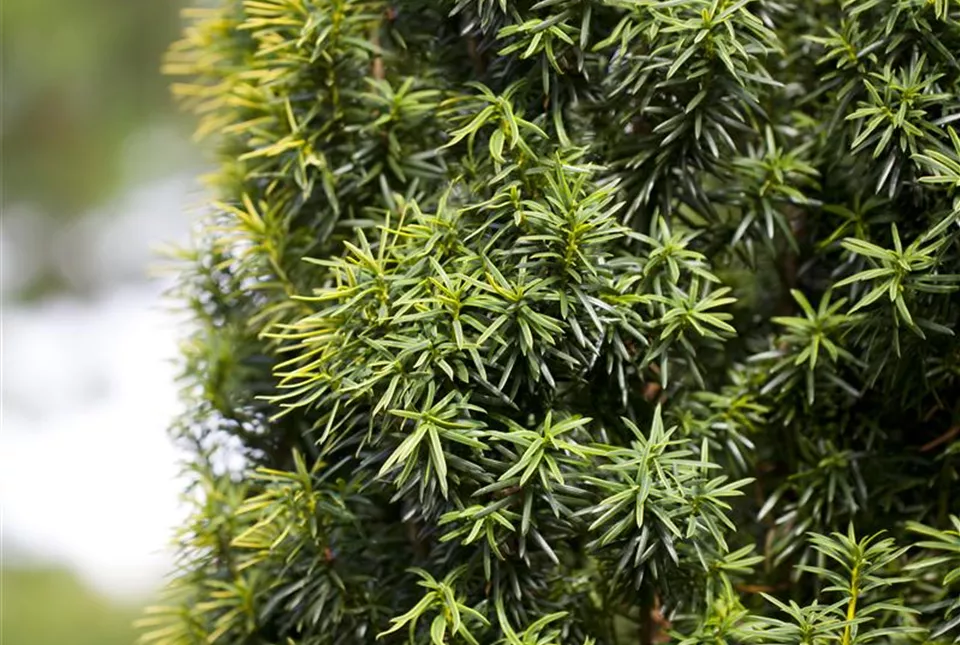 Taxus baccata