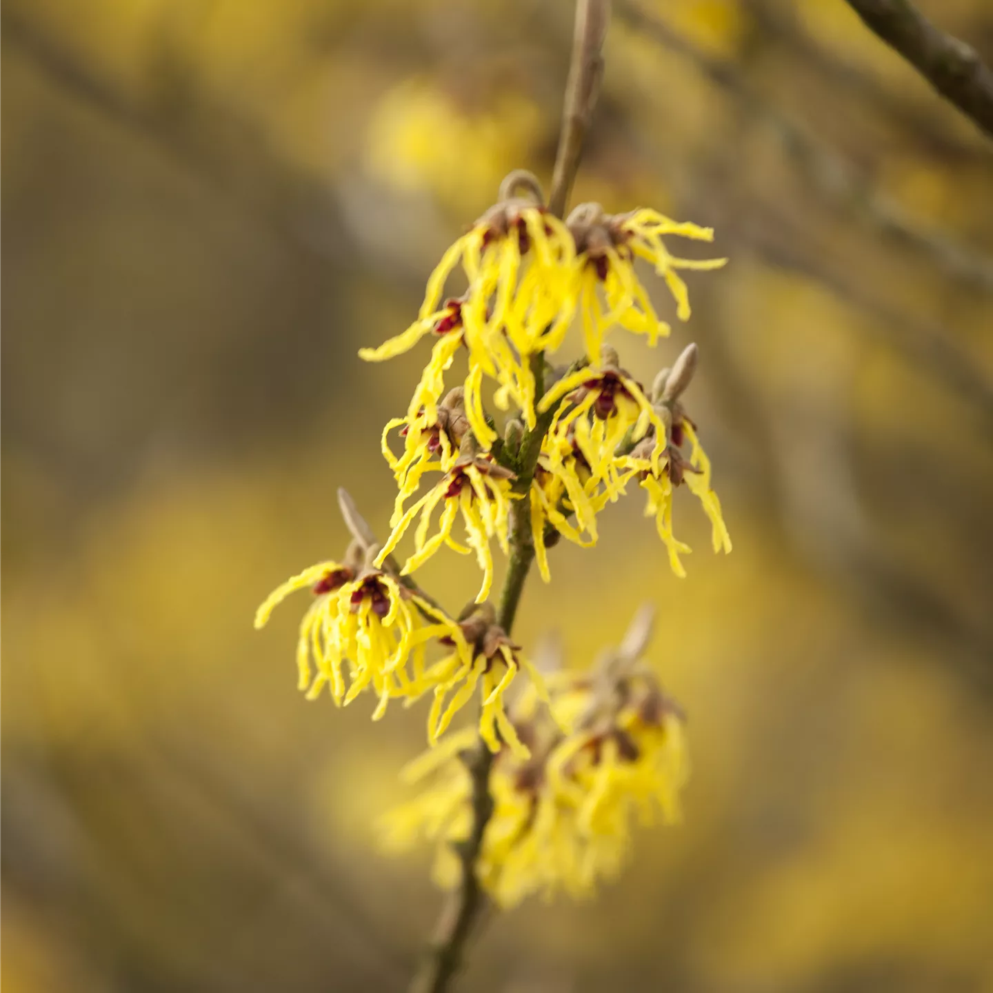 Hamamelis interm.'Arnold Promise'