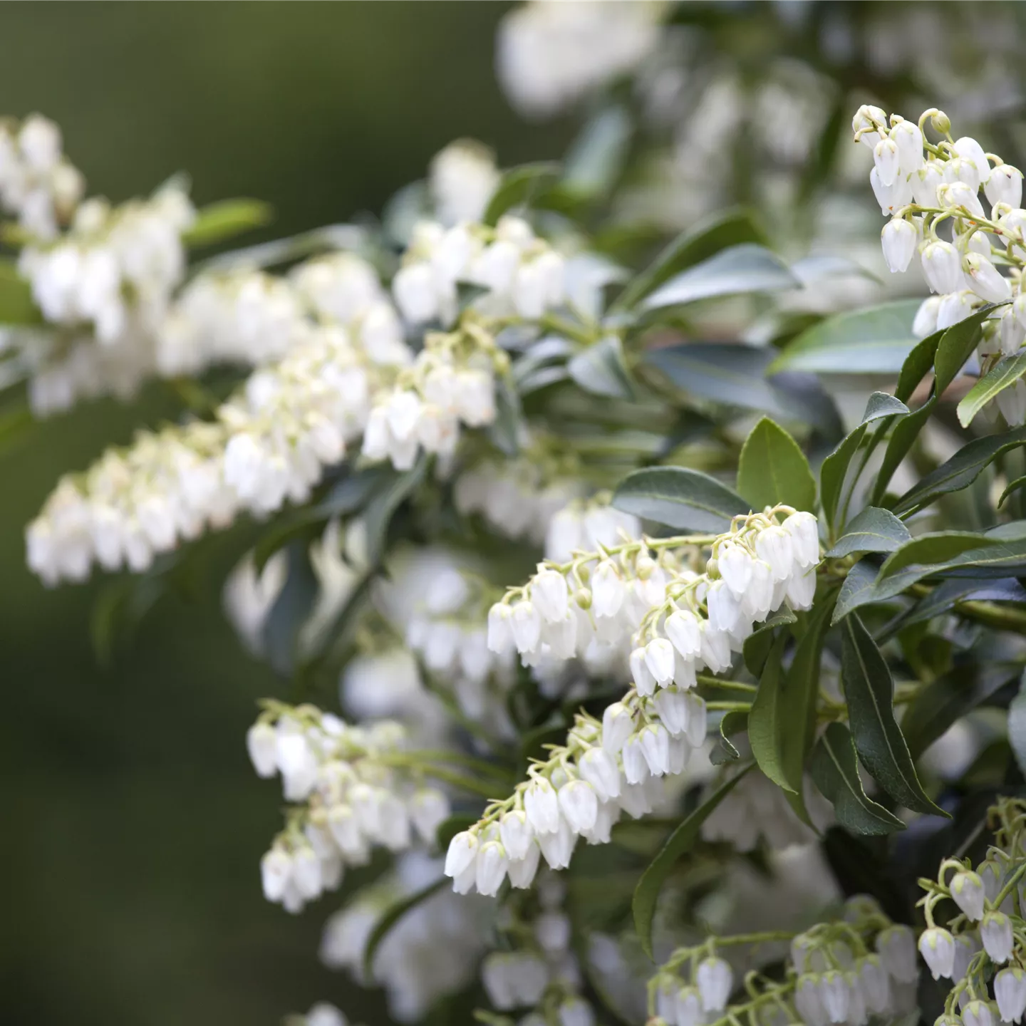 Pieris japonica i.S.