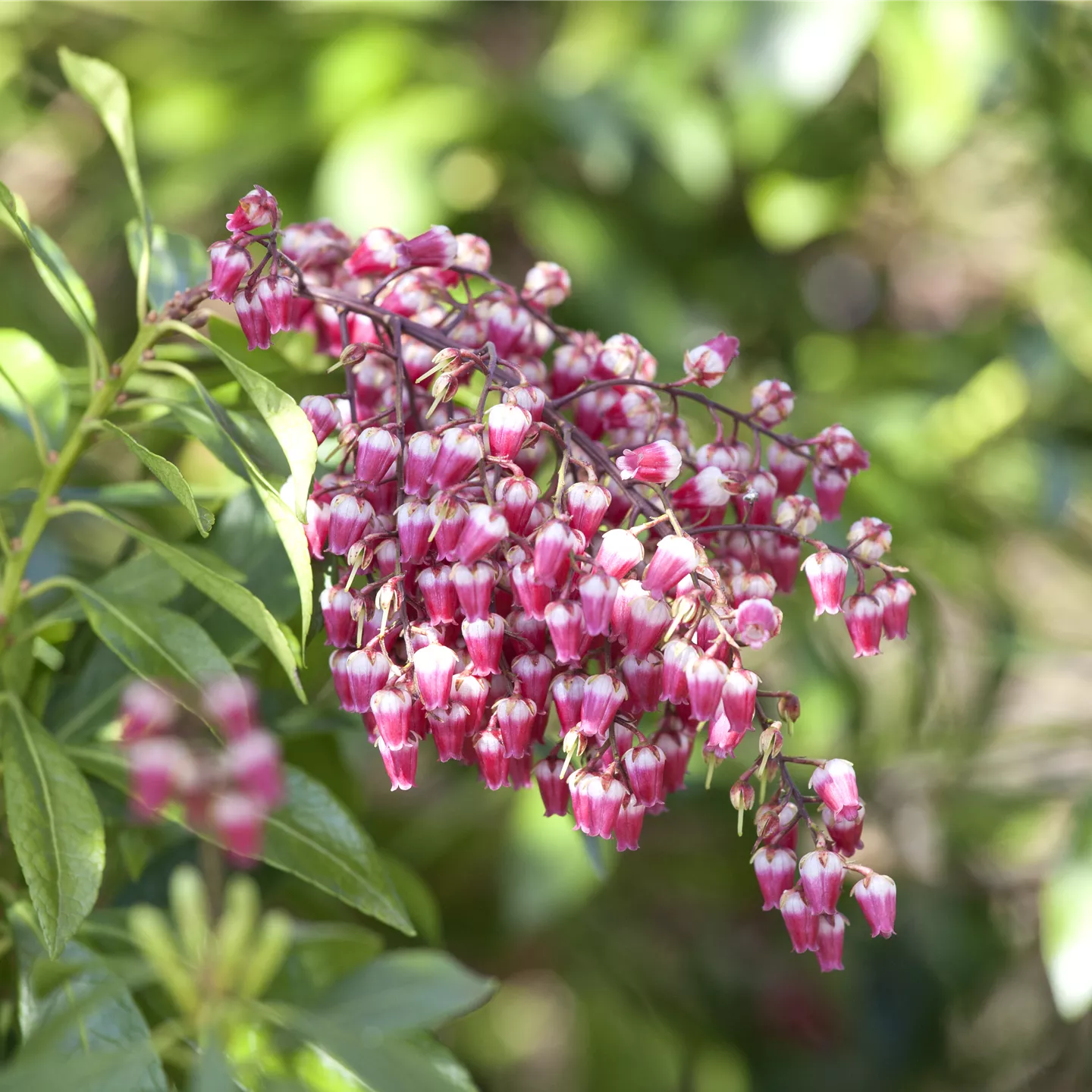 Pieris japonica 'Passion' -R-