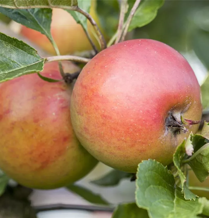 Apfel Rote Goldparmäne