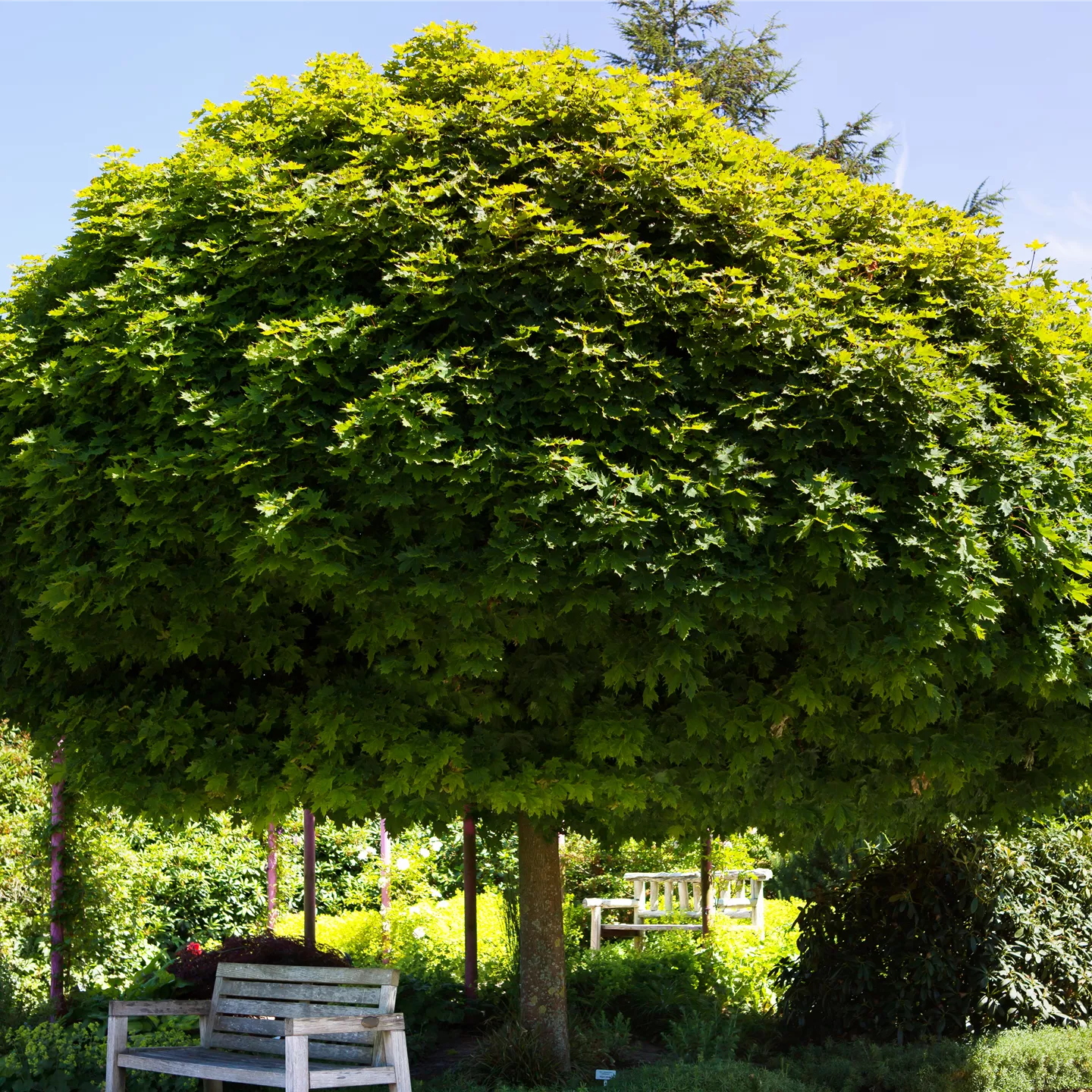 Acer platanoides 'Globosum'