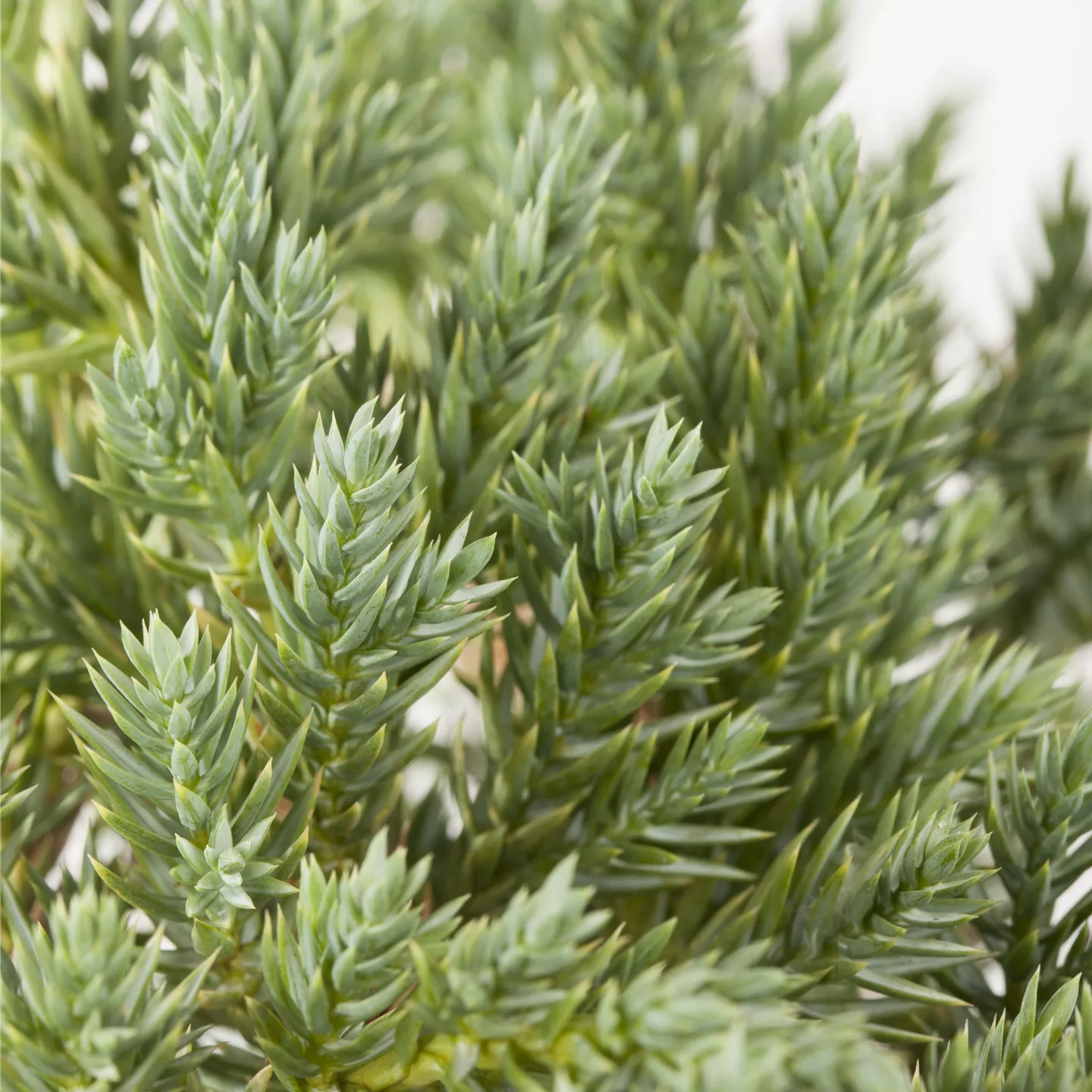 Juniperus squamata 'Blue Star'