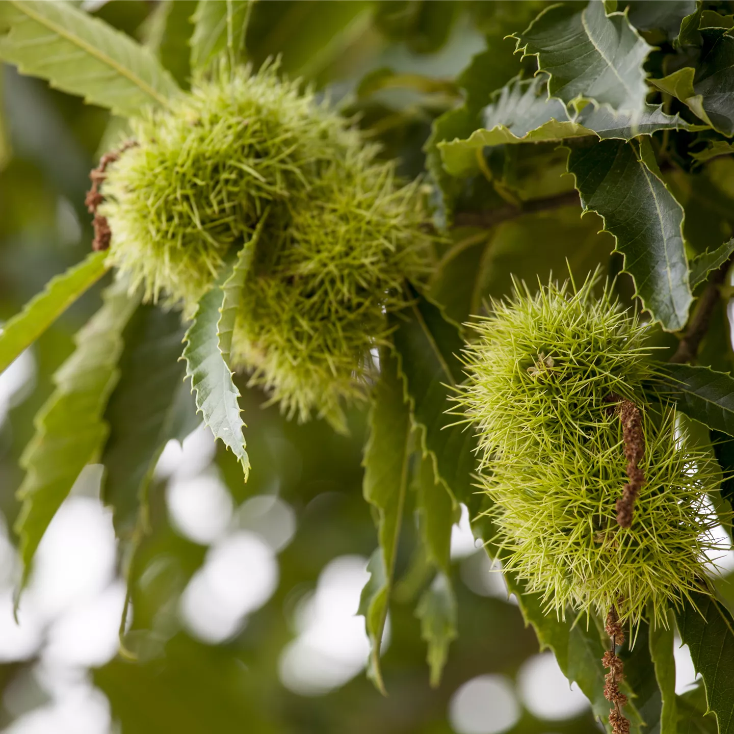 Castanea sativa 'Doree de Lyon' CAC