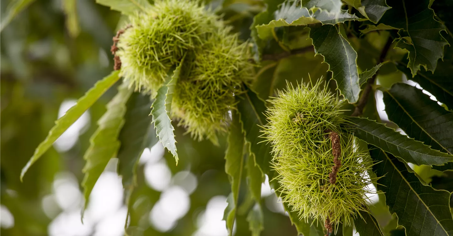 Esskastanie 'Ecker' - Castanea sativa 'Ecker'