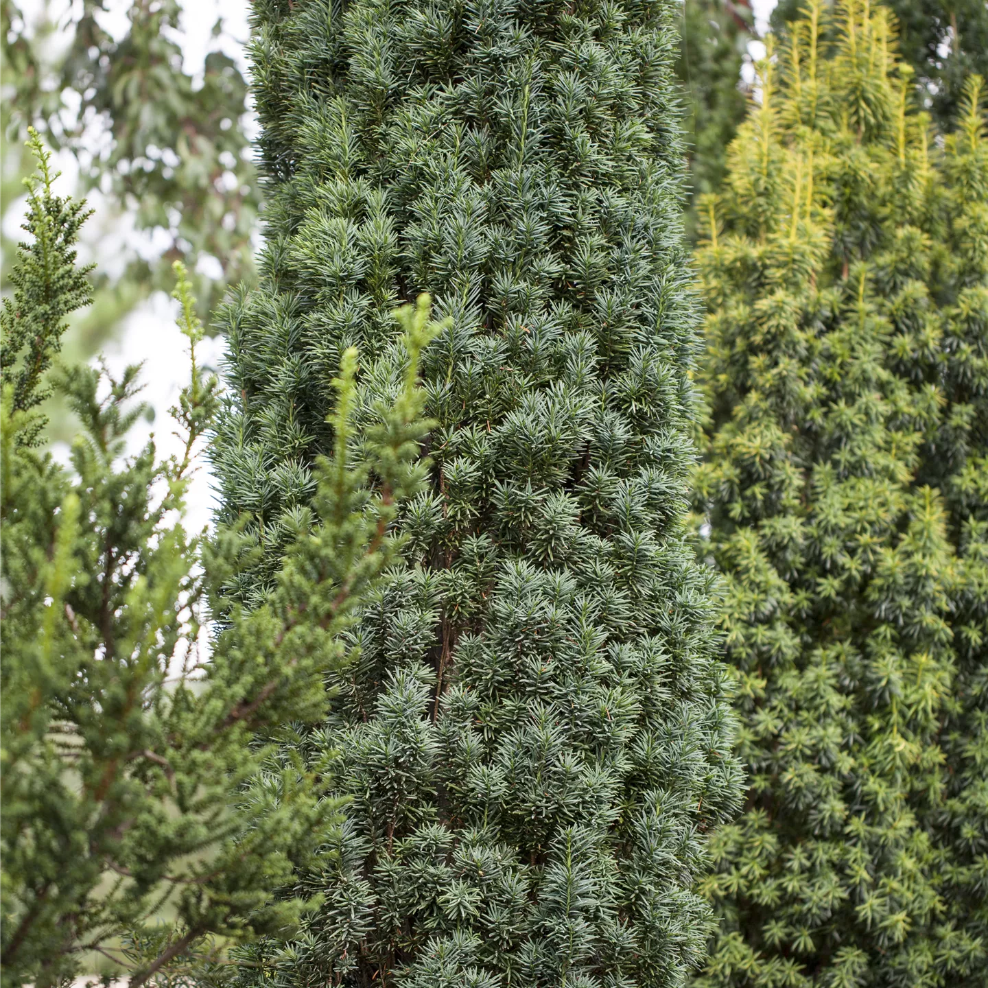 Taxus baccata 'Fastigiata Robusta'