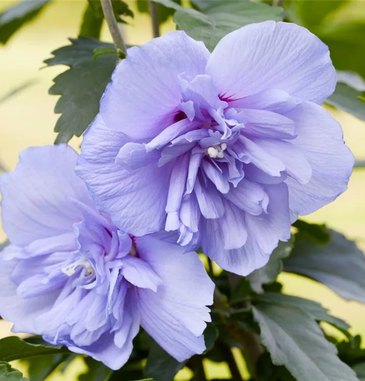 Garteneibisch 'Blue Chiffon' -R-