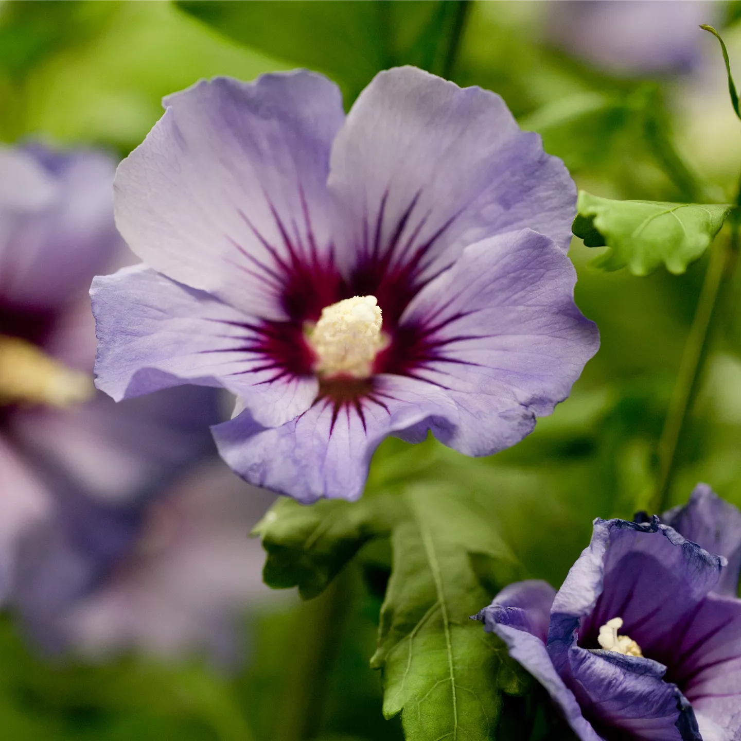 Hibiscus syriacus 'Marina'