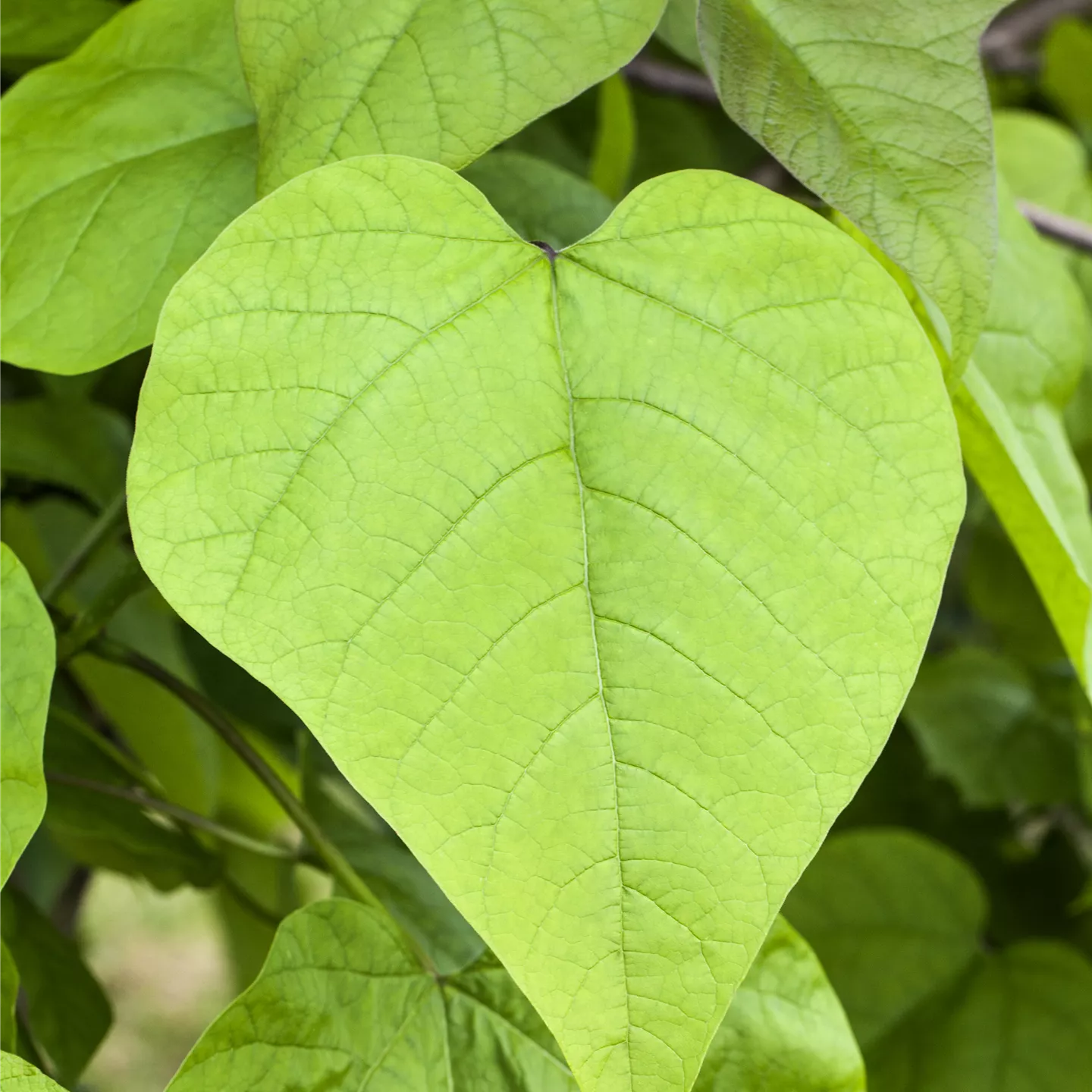 Catalpa bignonioides 'Nana'