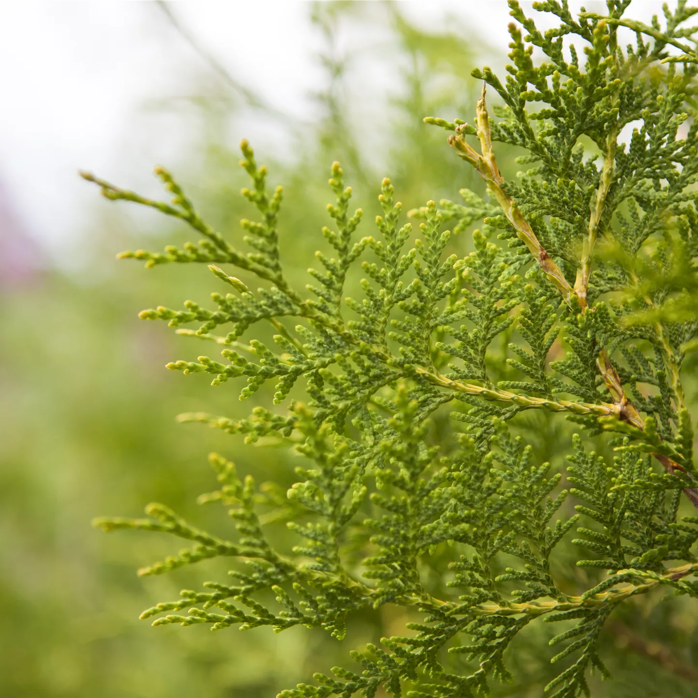 Thuja occidentalis 'Brabant'