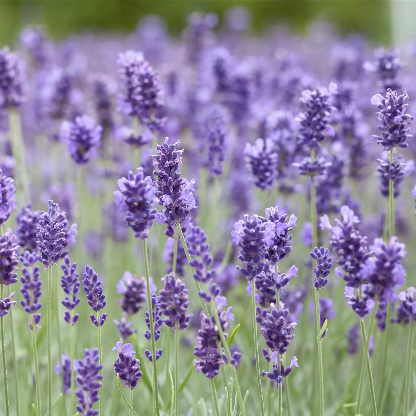 Lavandula angustifolia 'Hidcote Blue'