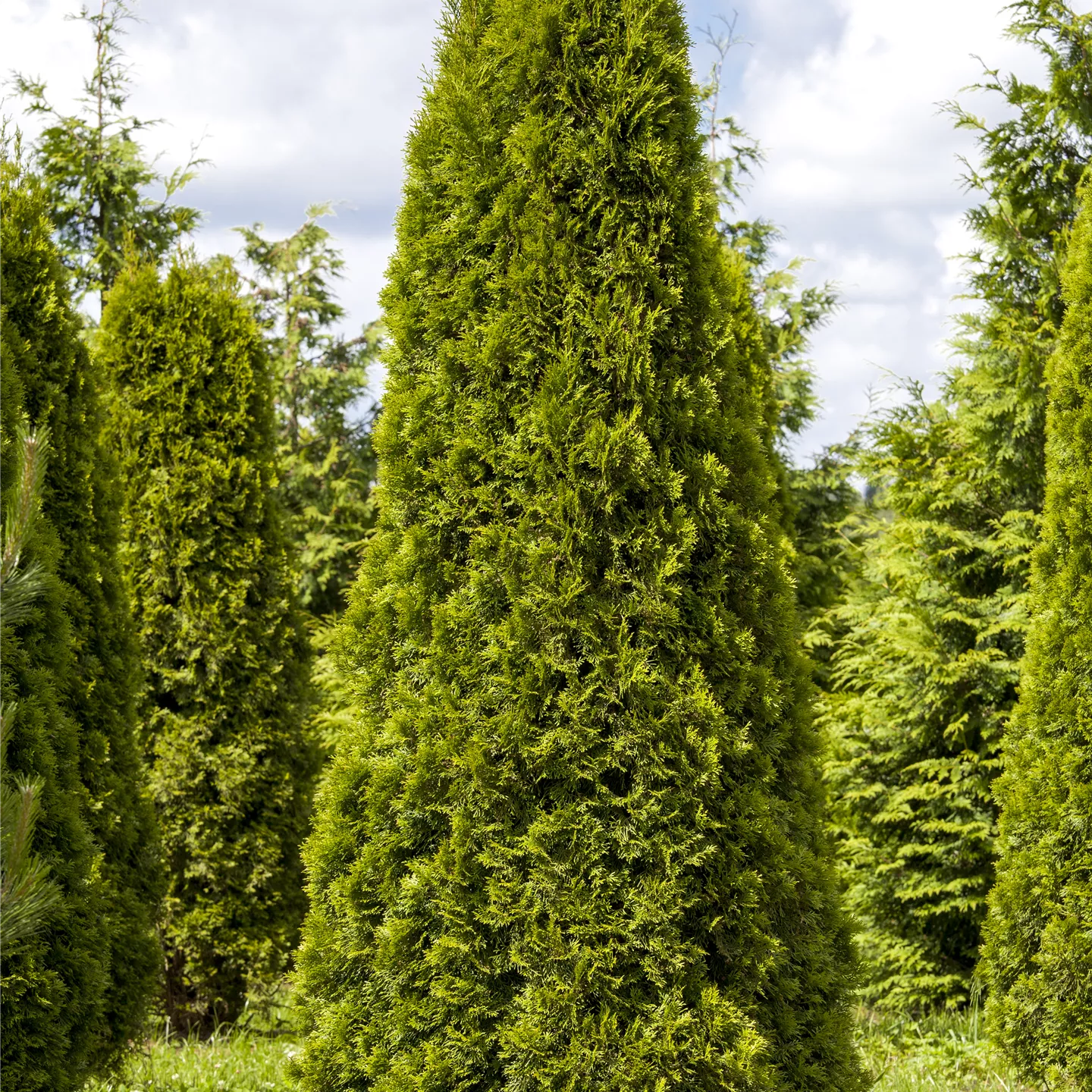 Thuja occidentalis 'Smaragd'