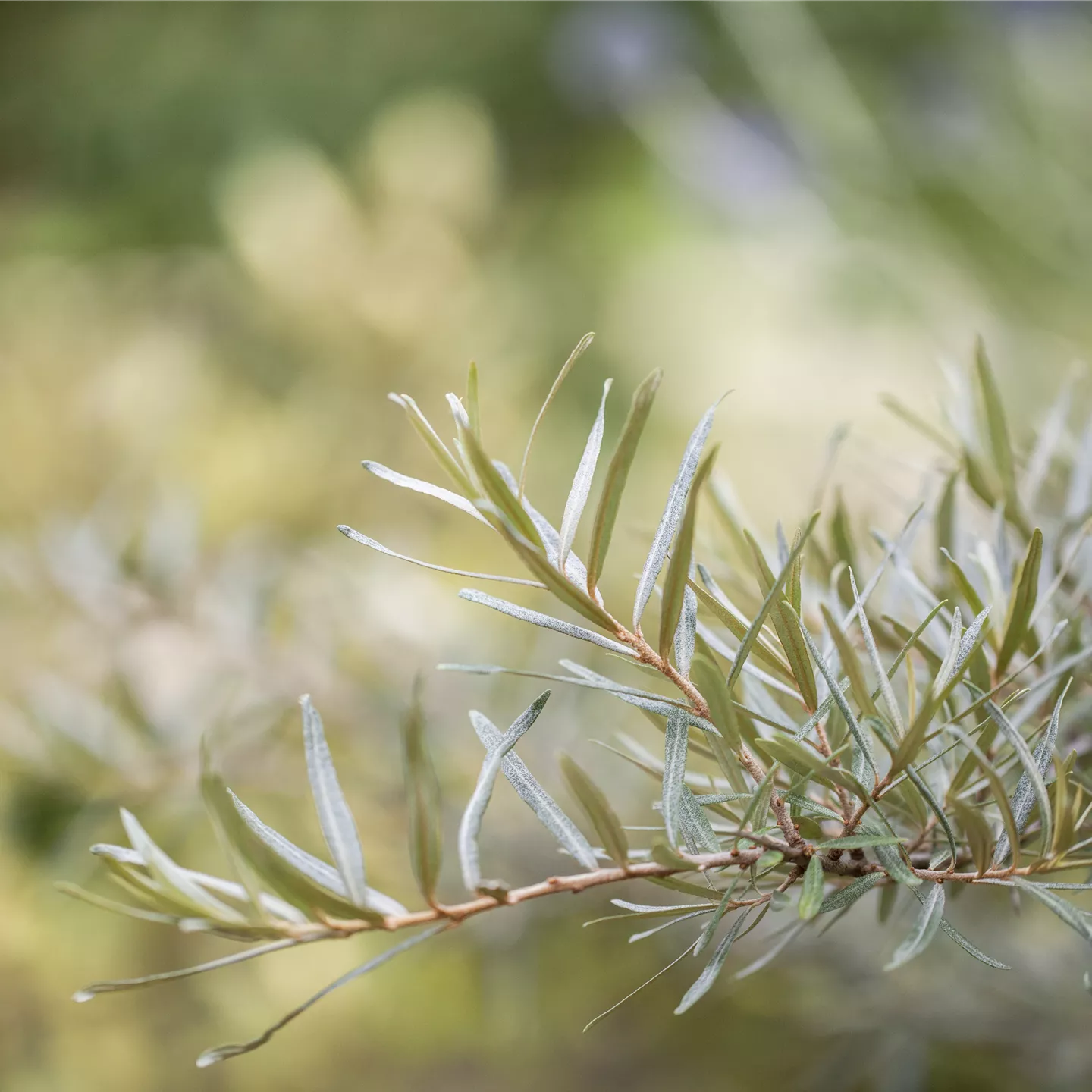 Hippophae rhamnoides 'Hergo'