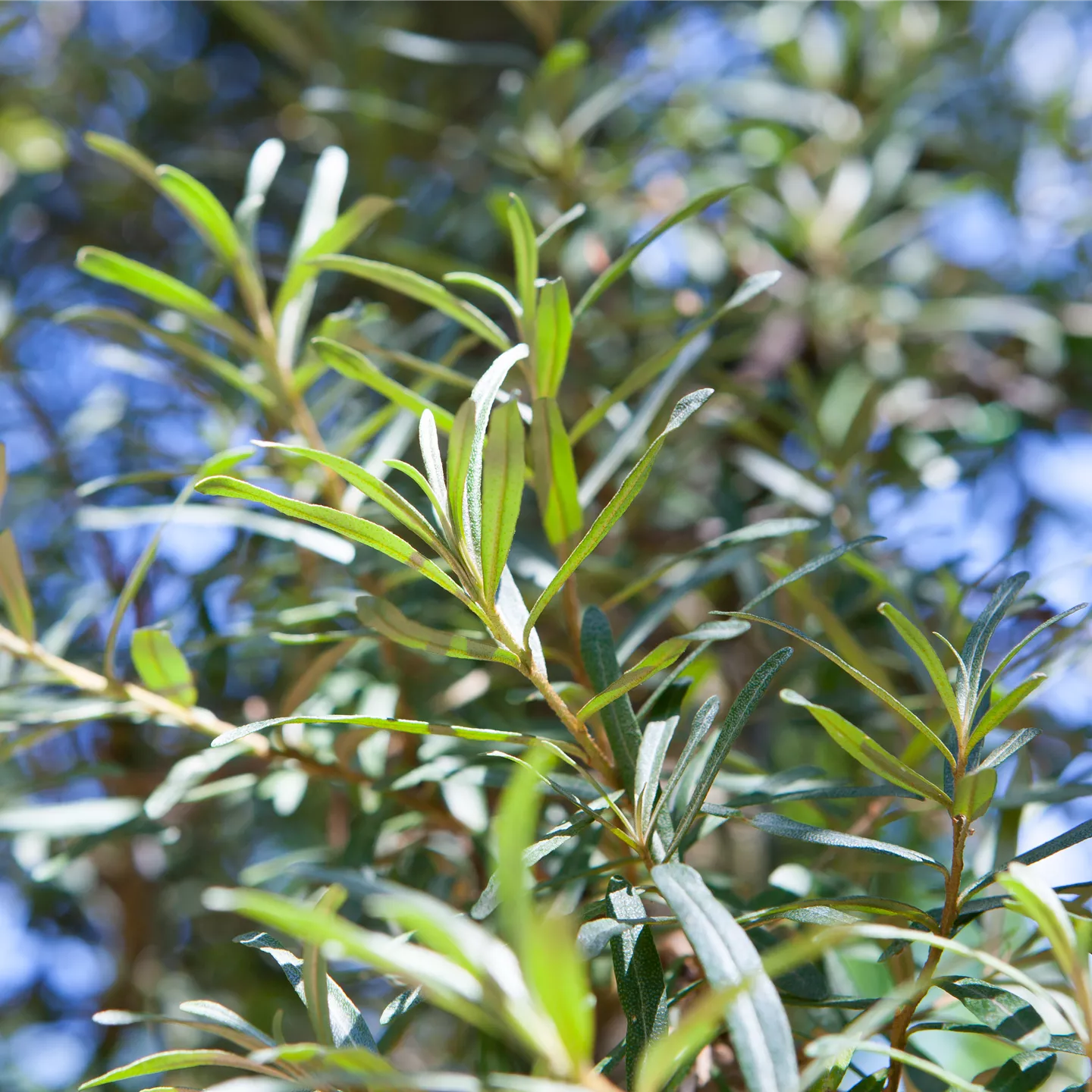 Hippophae rhamnoides 'Pollmix'