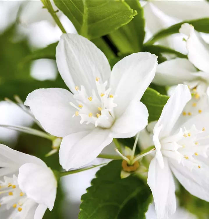 Zierliche Deutzie, Maiblumenstrauch