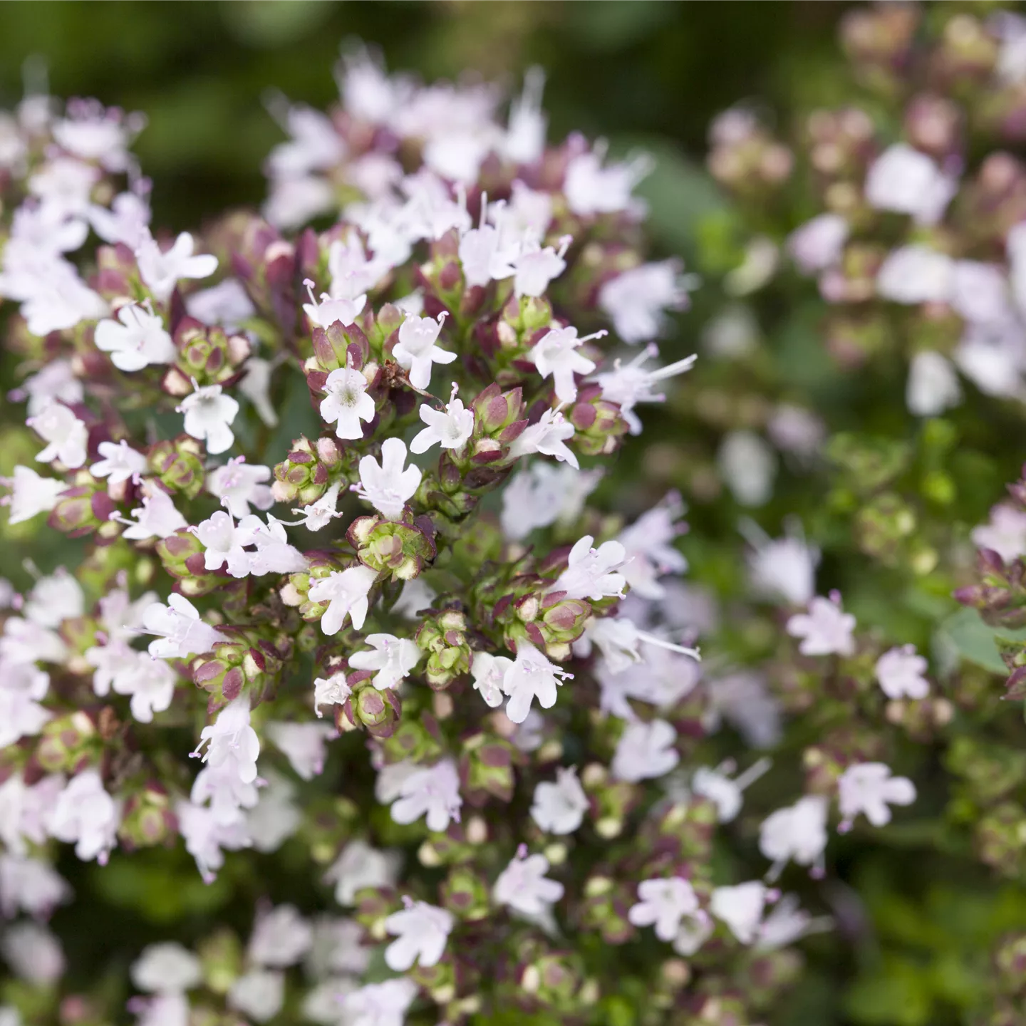 Origanum vulgare 'Compactum'