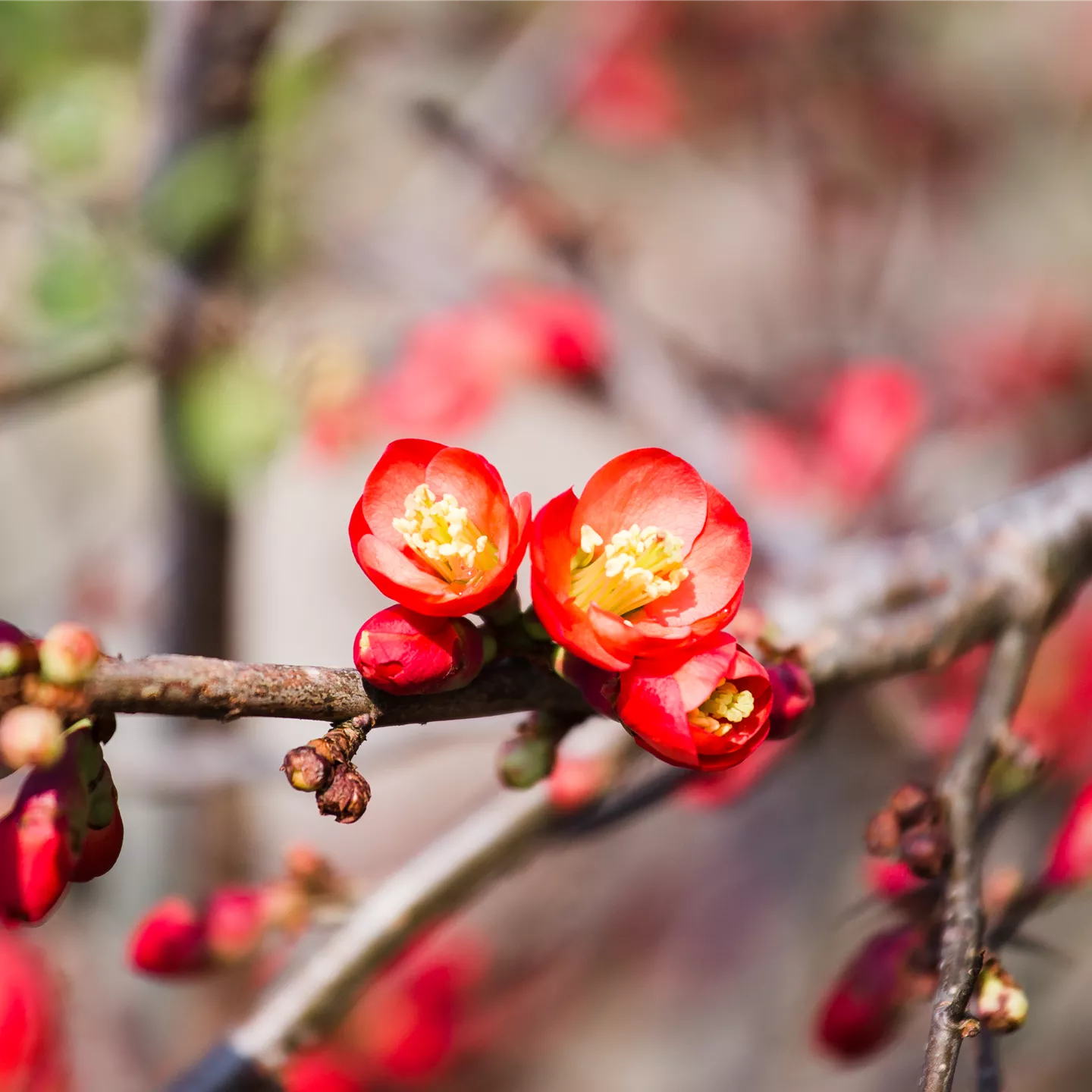 Chaenomeles 'Crimson and Gold'