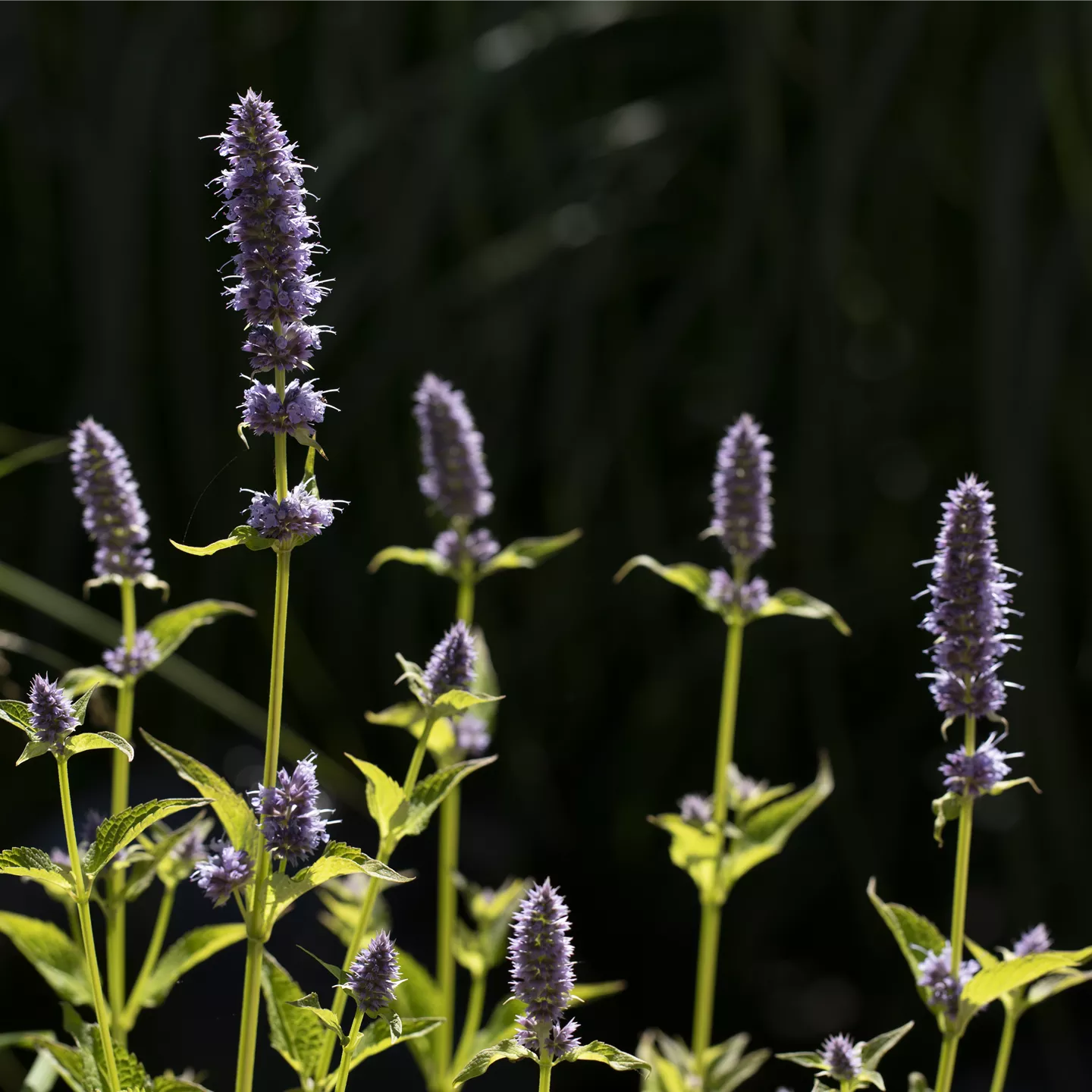 Agastache rugosa 'Little Adder' -R-