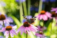 Die 10 schönsten Sommerblumen für den Garten