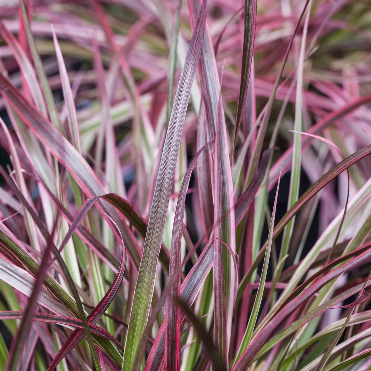 Pennisetum setaceum 'Fireworks'