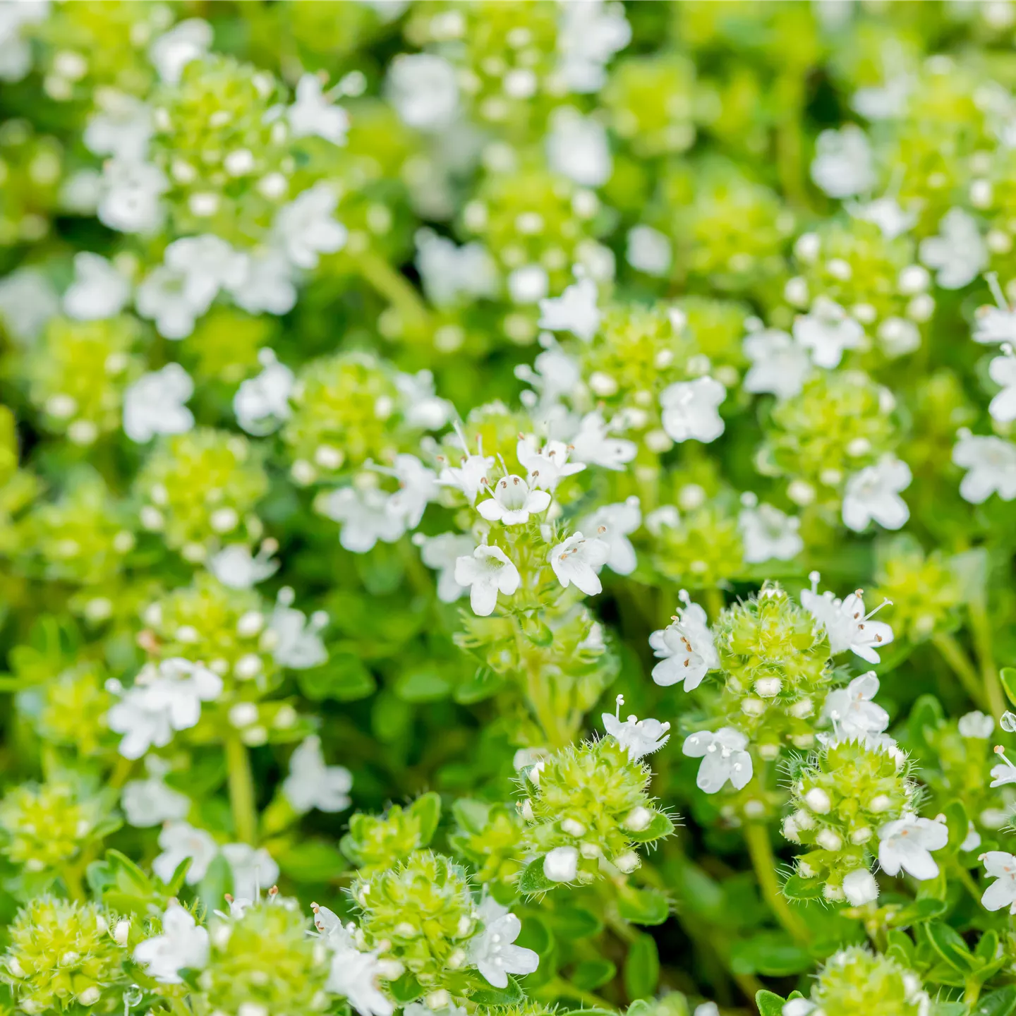 Thymus praecox 'Albiflorus'