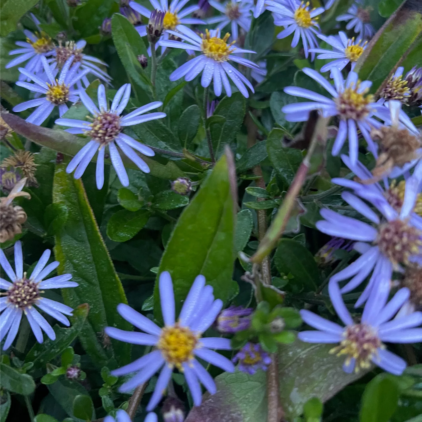 Aster ageratoides 'Adustus Nanus'