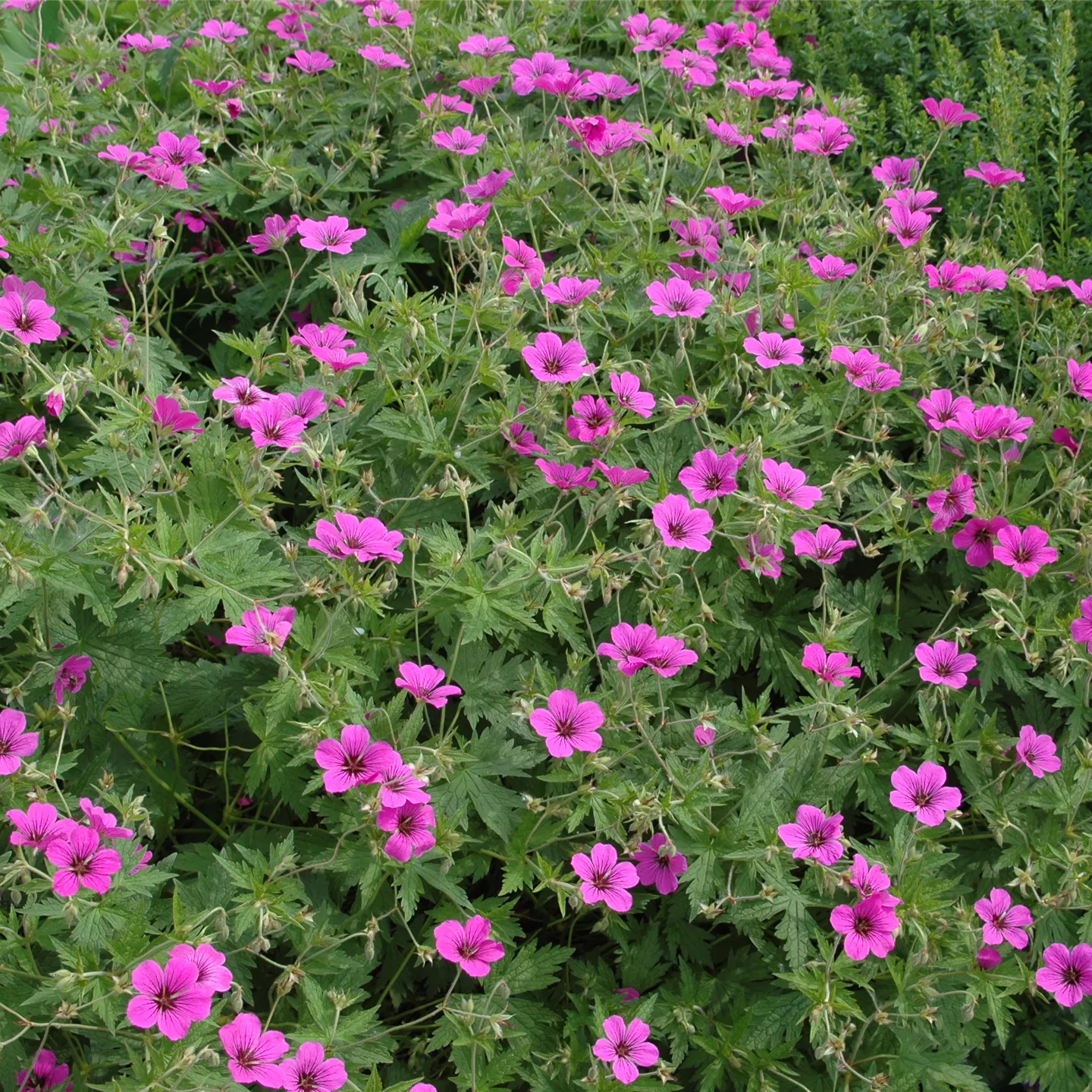 Geranium sanguineum 'Max Frei'