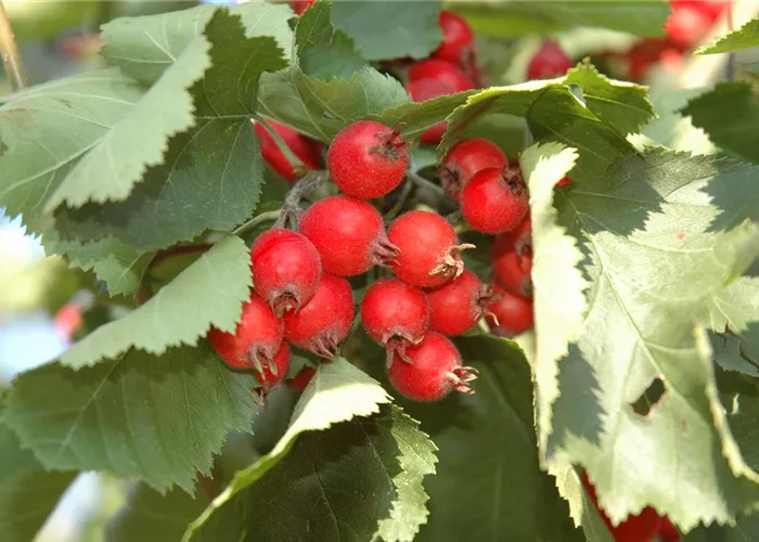 Crataegus coccinea