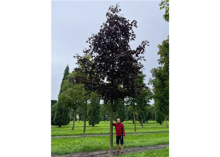 Acer platanoides 'Crimson King' Solitärgehölze