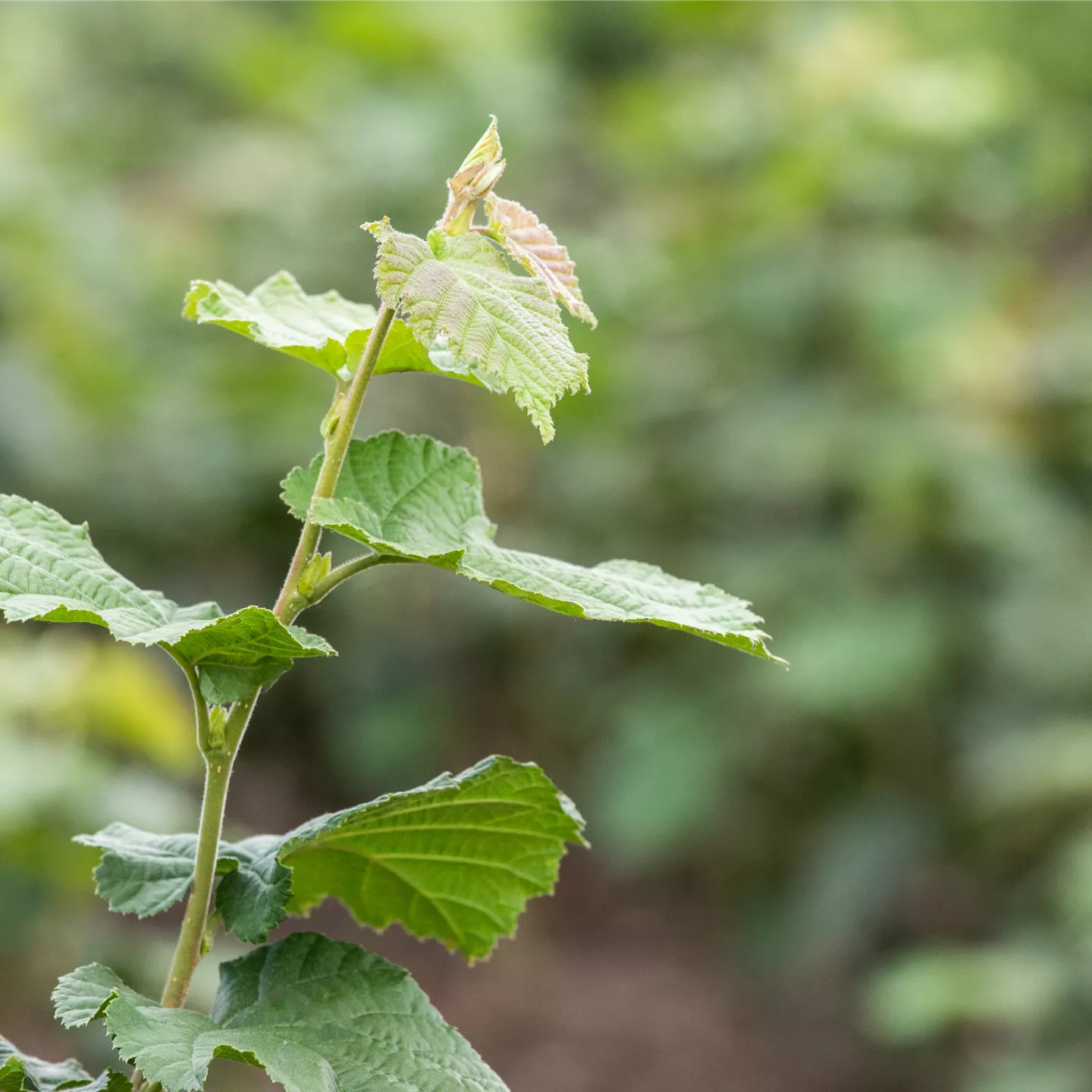 Corylus colurna