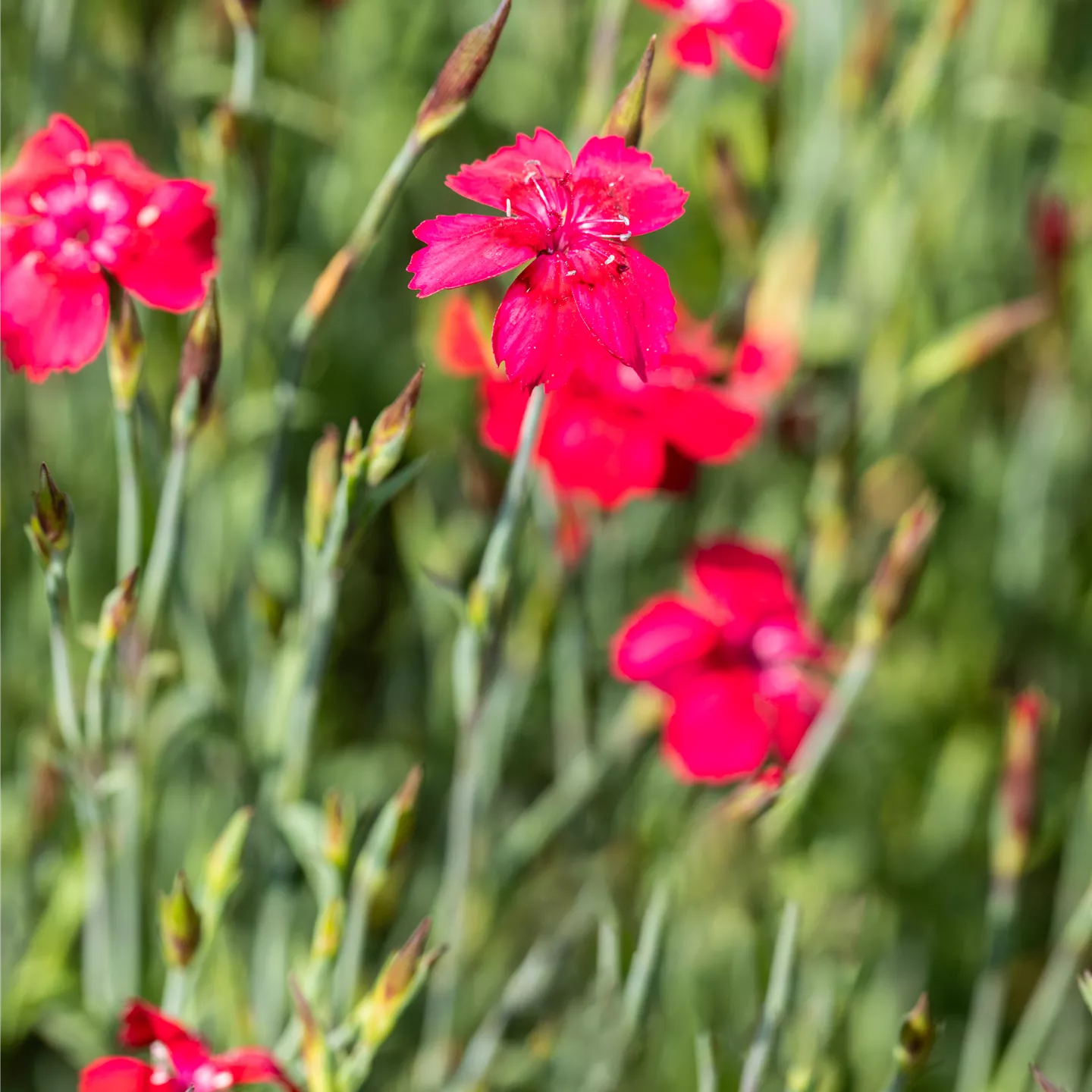 Dianthus deltoides 'Leuchtfunk'