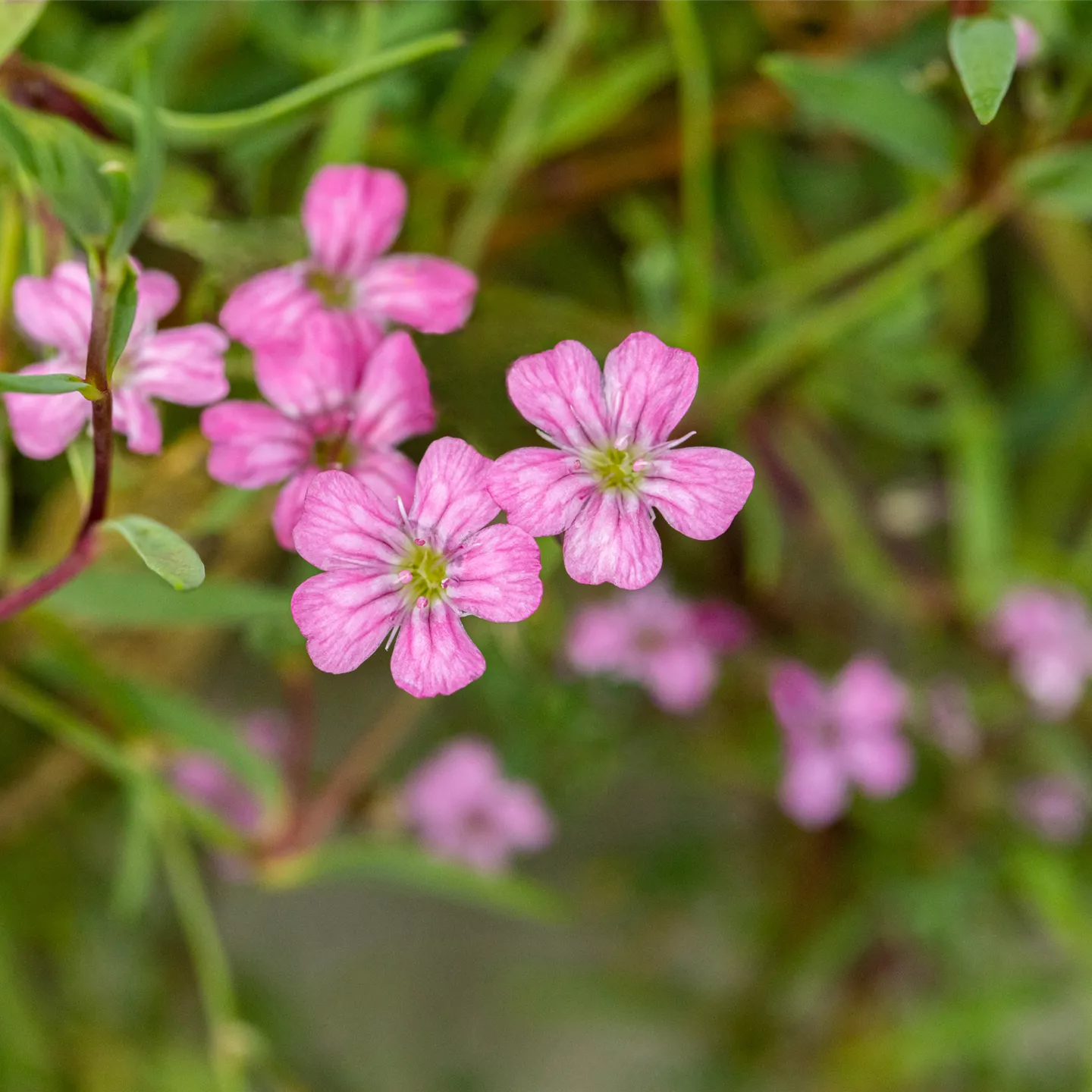 Gypsophila repens 'Filou White'