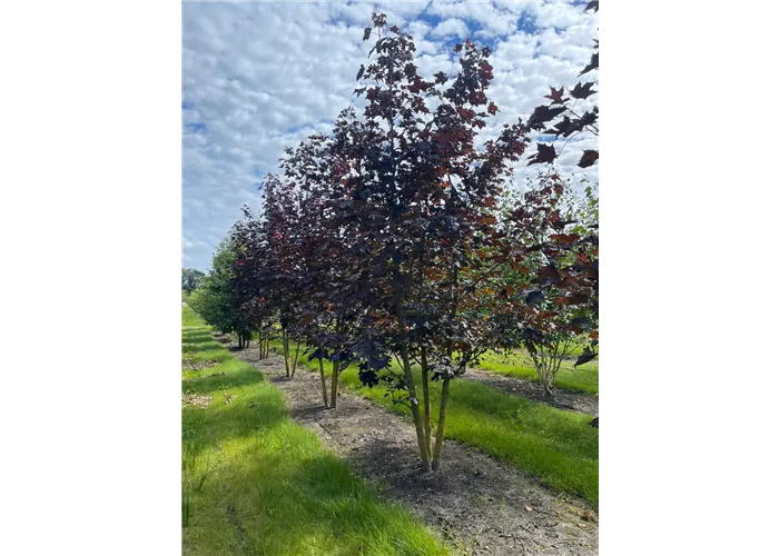 Acer platanoides 'Royal Red' (Solitärgehölz)