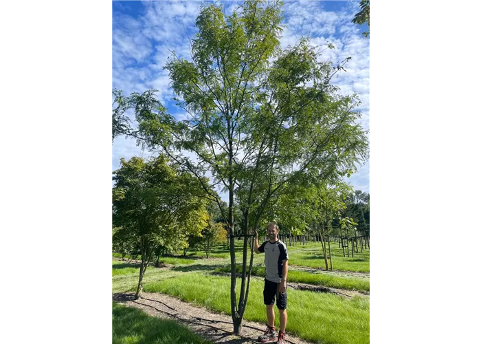 Gleditsia triacanthos 'Skyline' (Solitärgehölze)