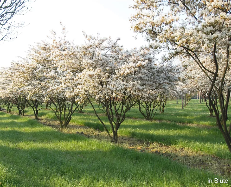 Amelanchier_lamarckii__Schirm_Blüte.jpg