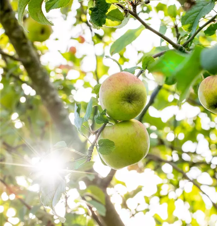 Apfel Goldrenette Freiherr von Berlepsch