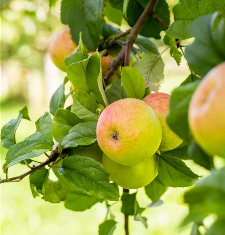 Apfel Geheimrat Dr. Oldenburg