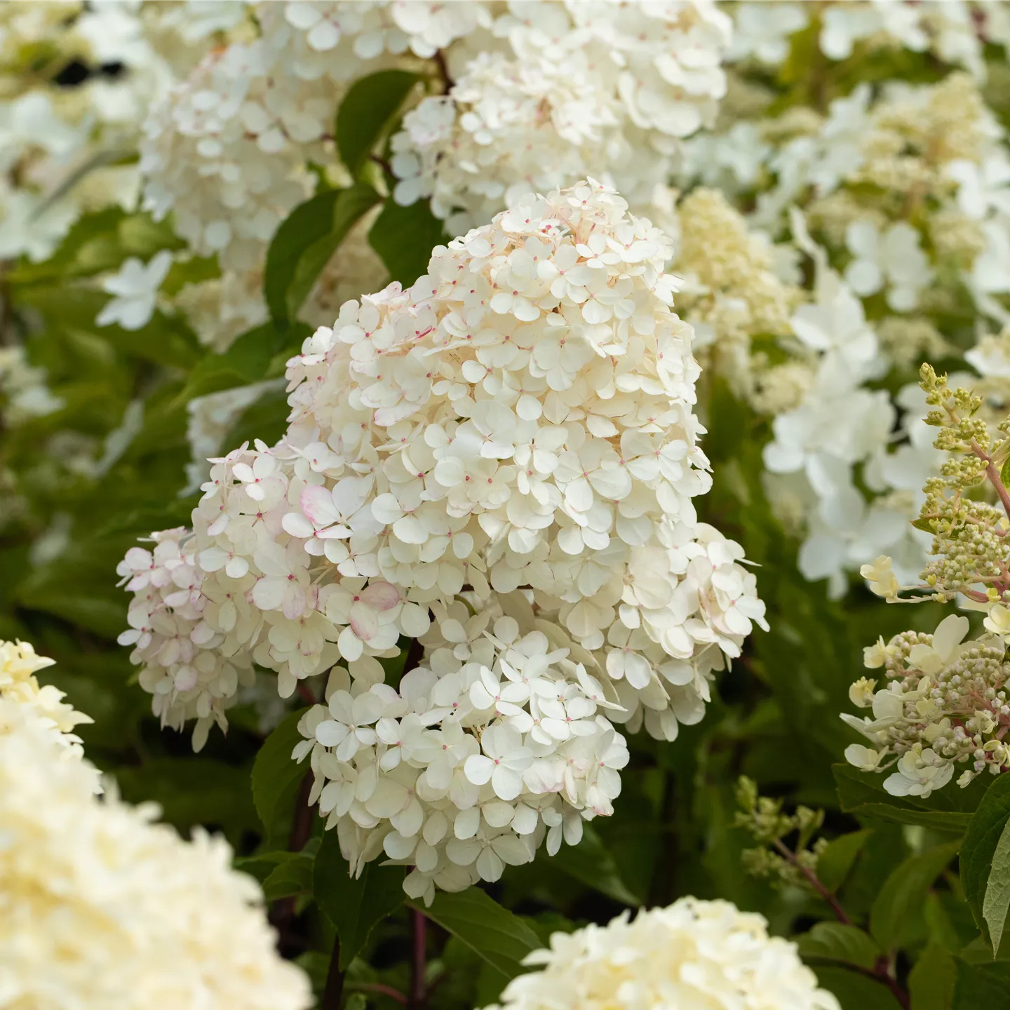 Hydrangea panic. 'Sundae Fraise' -R-